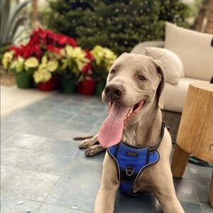 Merry Christmas 🎄 Happy Holidays! Make an offer sale